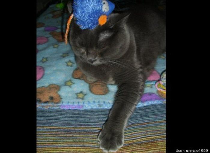 11 razones científicas que demuestran que tener gatos es bueno para la salud