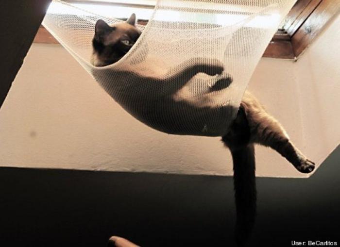 11 razones científicas que demuestran que tener gatos es bueno para la salud