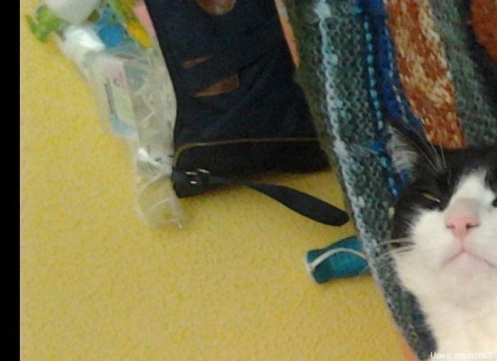 11 razones científicas que demuestran que tener gatos es bueno para la salud