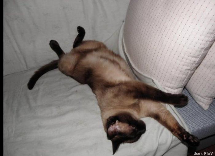 11 razones científicas que demuestran que tener gatos es bueno para la salud