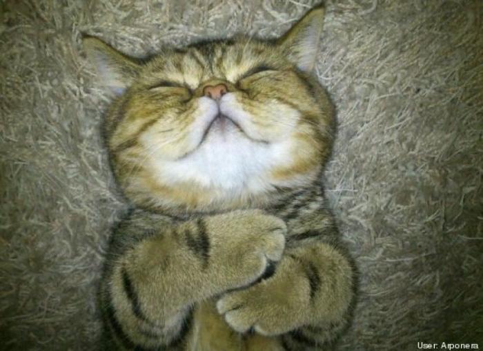 11 razones científicas que demuestran que tener gatos es bueno para la salud