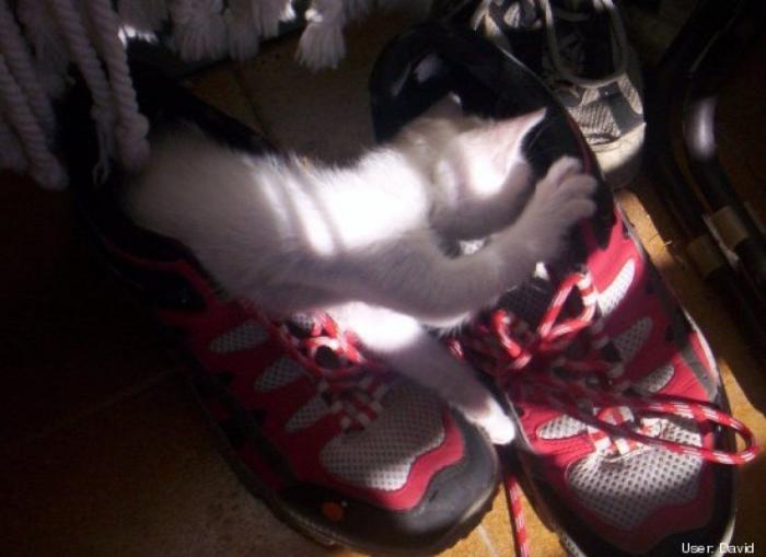 11 razones científicas que demuestran que tener gatos es bueno para la salud