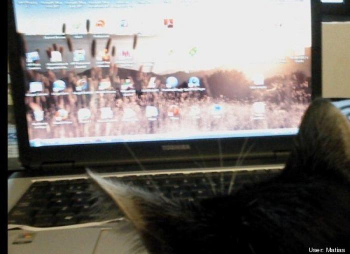 11 razones científicas que demuestran que tener gatos es bueno para la salud