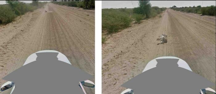 El bulo del burro muerto en Google Street View: la compañía aclara que no mató al animal (FOTOS)
