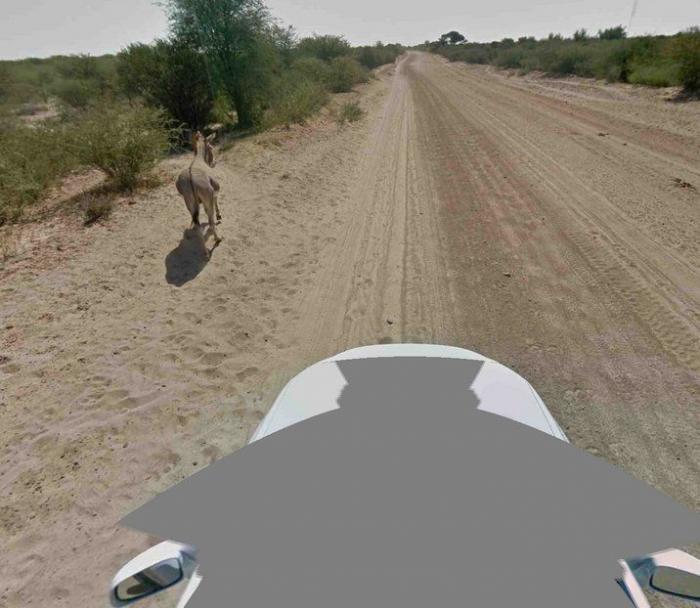 El bulo del burro muerto en Google Street View: la compañía aclara que no mató al animal (FOTOS)
