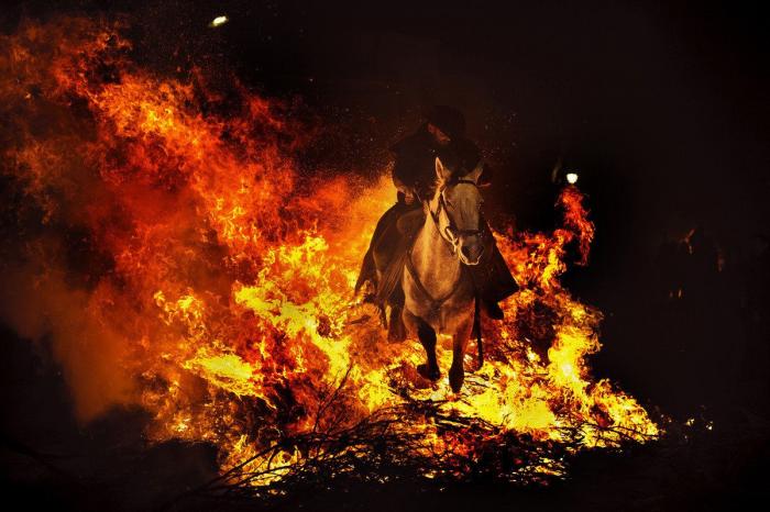 Mueren 15 caballos en Lleida al despeñarse por un barranco asustados por unos perros sueltos
