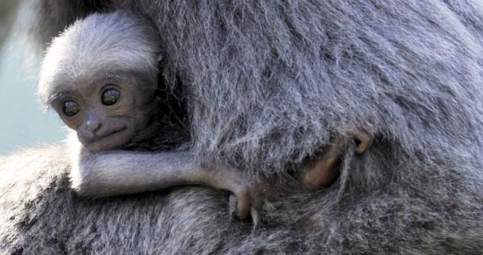 Los animales de la semana (FOTOS)