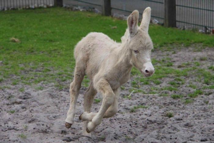 Los animales de la semana (FOTOS)