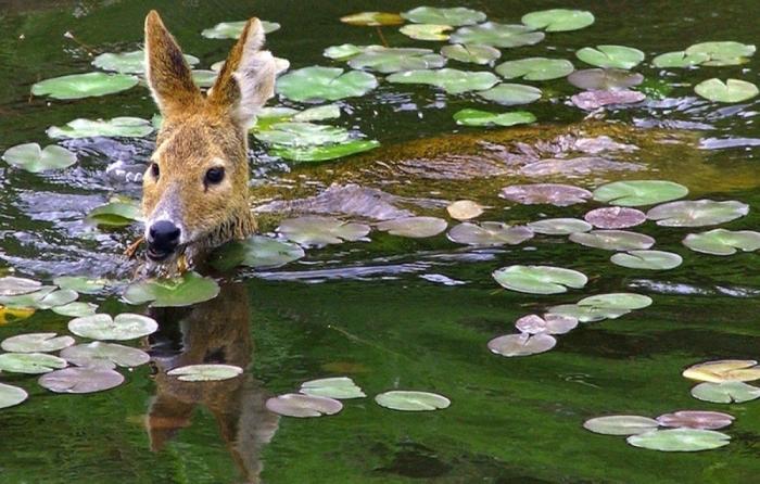 Los animales de la semana (FOTOS)