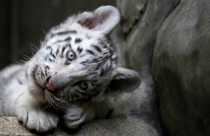 Los animales de la semana (FOTOS)