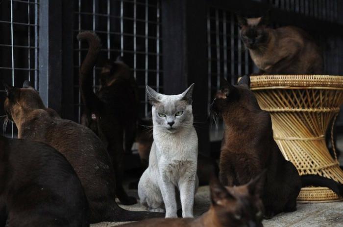 Los animales de la semana (FOTOS)