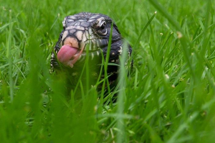Los animales de la semana (FOTOS)