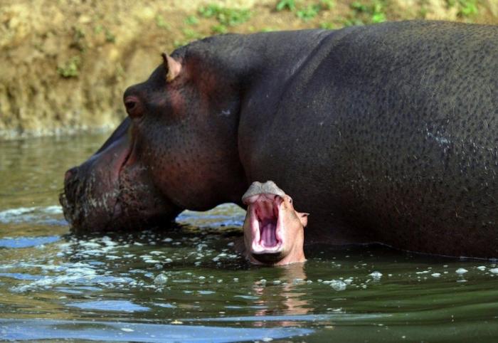 Los animales de la semana (FOTOS)