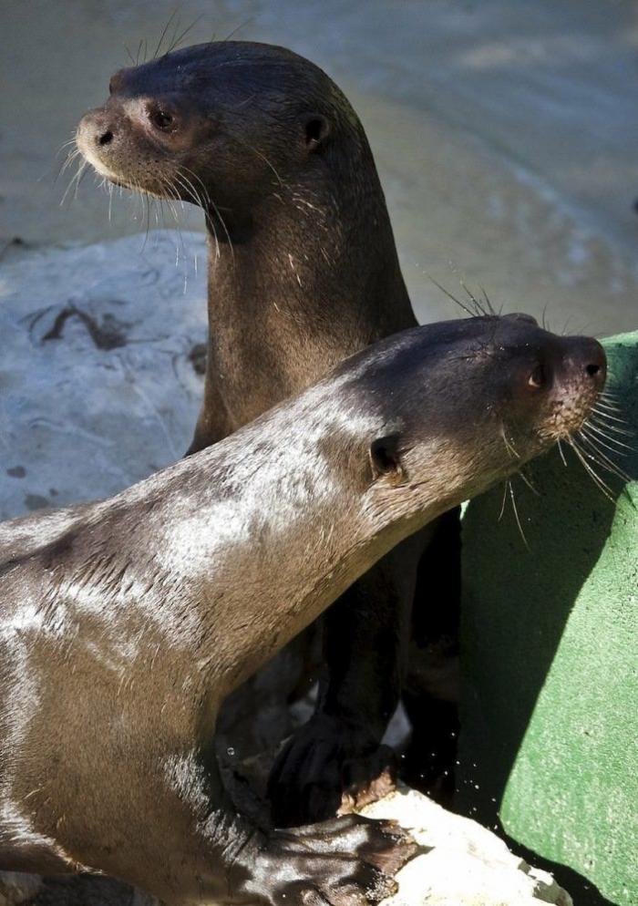 Los animales de la semana (FOTOS)