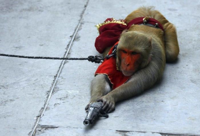 Los animales de la semana (FOTOS)