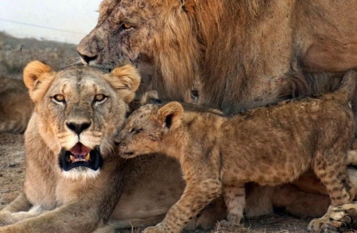 Los animales de la semana (FOTOS)