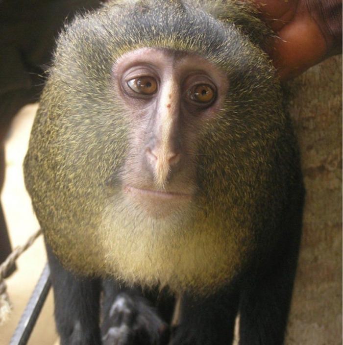 Los animales de la semana (FOTOS)