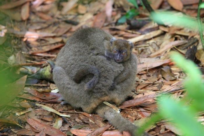 El misterio de la criatura encontrada en una playa de California
