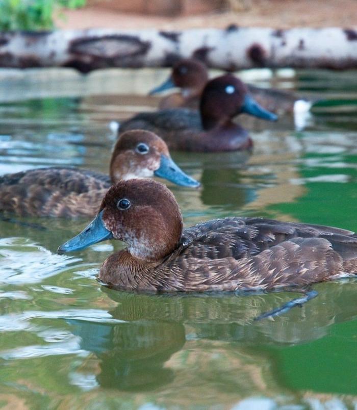 El misterio de la criatura encontrada en una playa de California