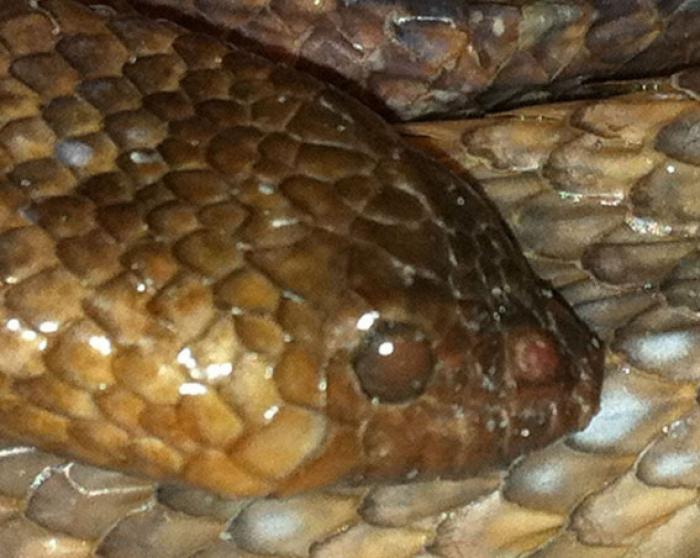 El misterio de la criatura encontrada en una playa de California