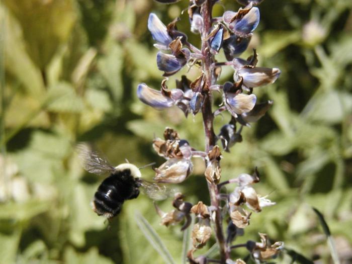 El misterio de la criatura encontrada en una playa de California