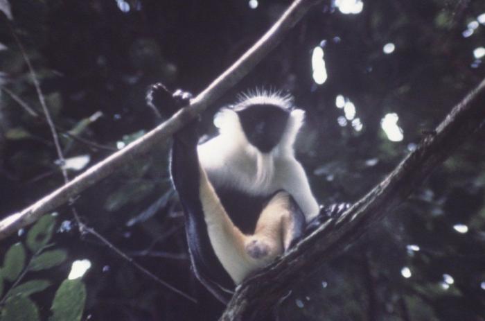El misterio de la criatura encontrada en una playa de California