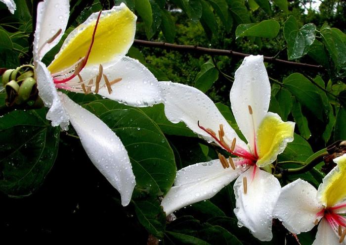 El misterio de la criatura encontrada en una playa de California