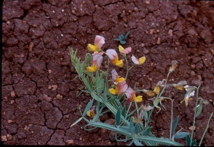El misterio de la criatura encontrada en una playa de California