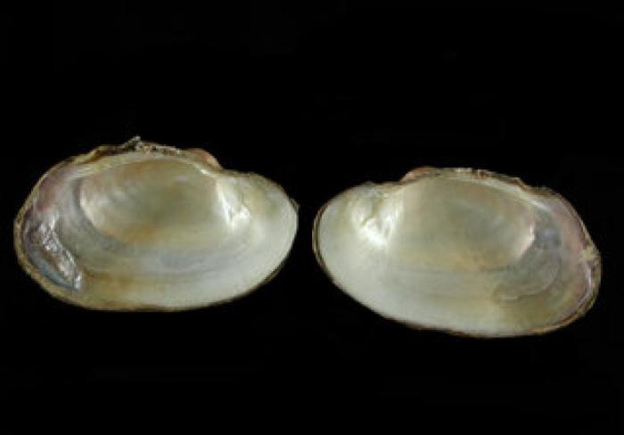 El misterio de la criatura encontrada en una playa de California