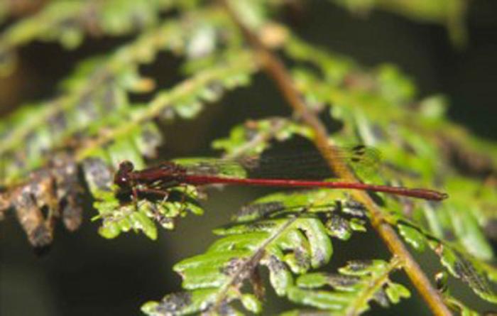 El misterio de la criatura encontrada en una playa de California