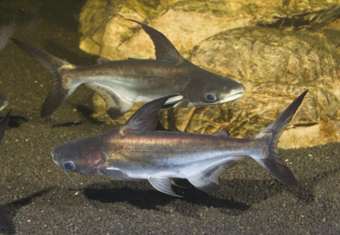 El misterio de la criatura encontrada en una playa de California