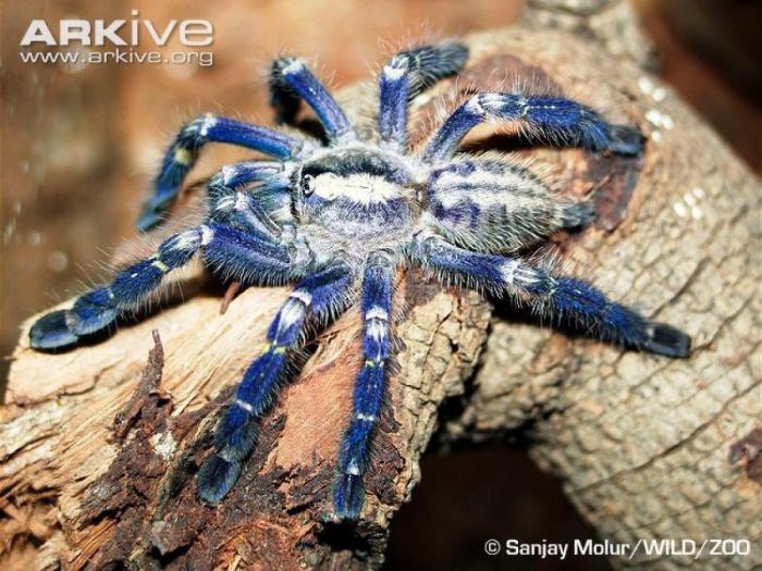 El misterio de la criatura encontrada en una playa de California