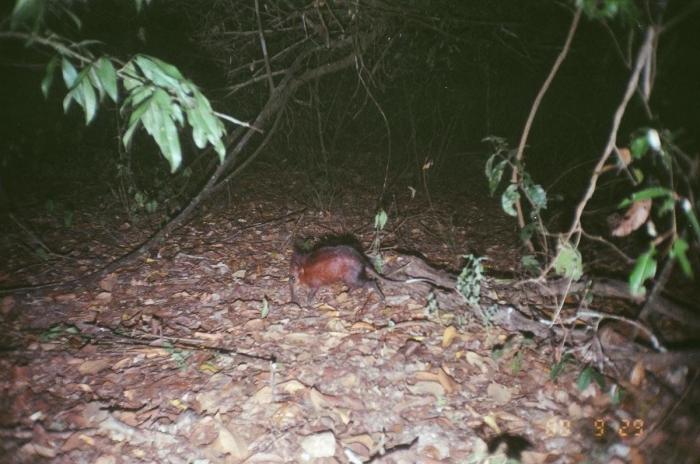 El misterio de la criatura encontrada en una playa de California