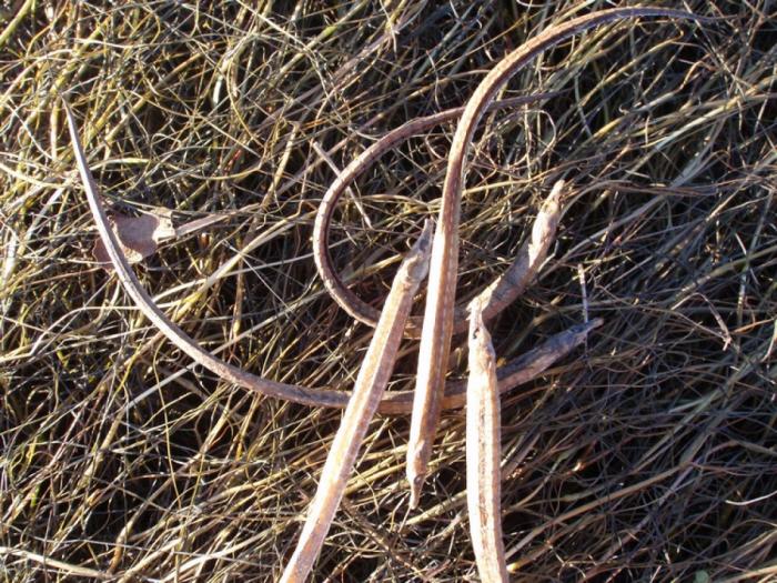 El misterio de la criatura encontrada en una playa de California