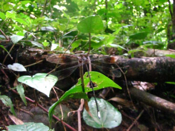 El misterio de la criatura encontrada en una playa de California