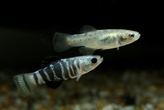 El misterio de la criatura encontrada en una playa de California