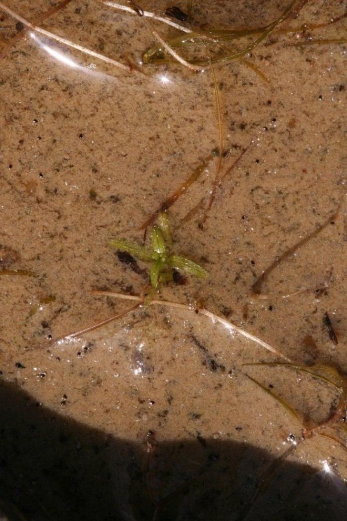 El misterio de la criatura encontrada en una playa de California