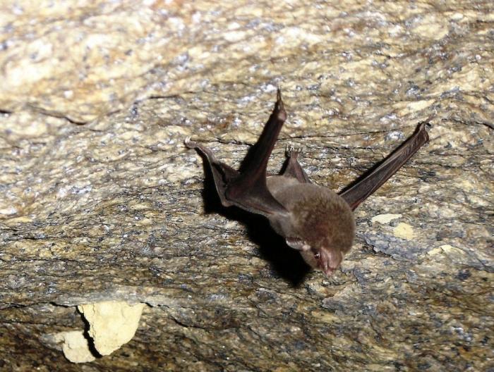 El misterio de la criatura encontrada en una playa de California