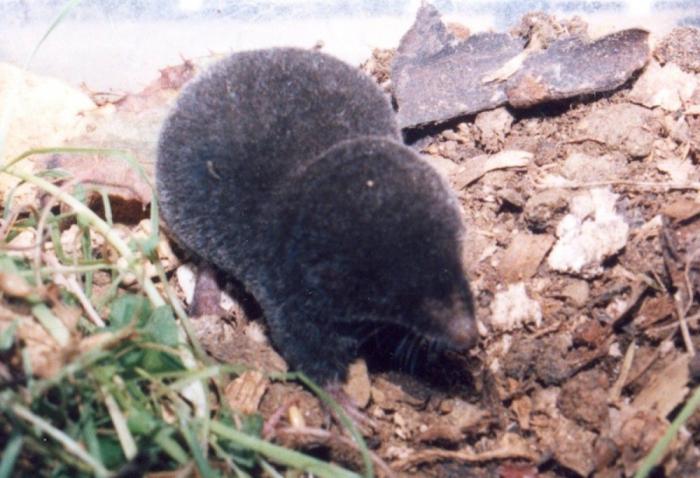 El misterio de la criatura encontrada en una playa de California