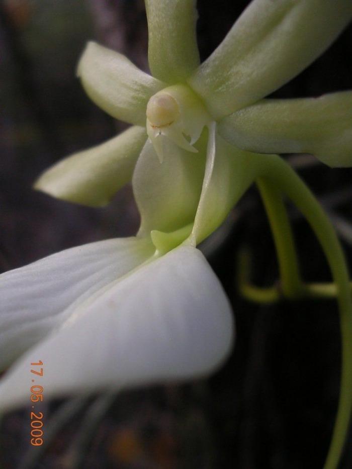 El misterio de la criatura encontrada en una playa de California