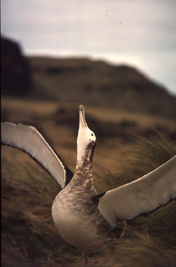 El misterio de la criatura encontrada en una playa de California