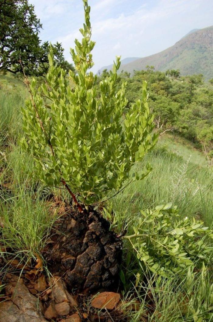 El misterio de la criatura encontrada en una playa de California