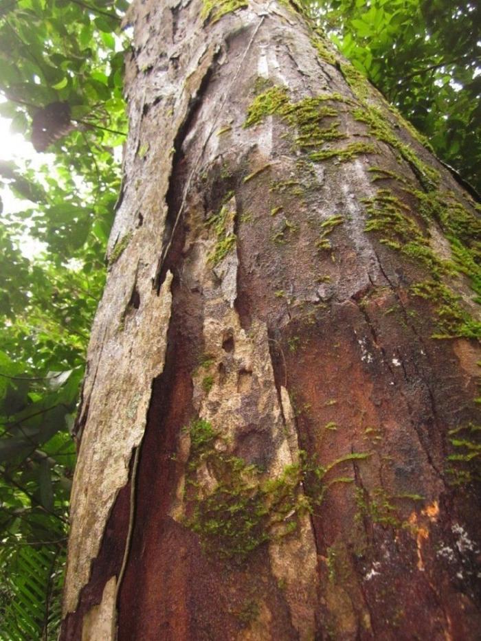 El misterio de la criatura encontrada en una playa de California