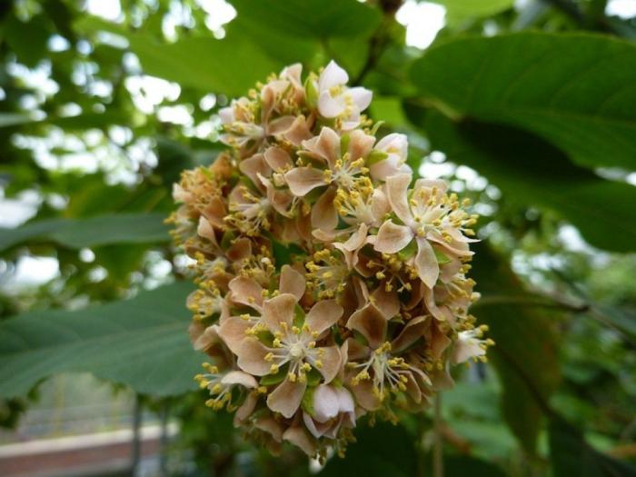El misterio de la criatura encontrada en una playa de California