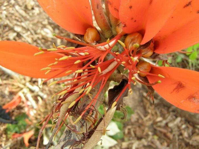 El misterio de la criatura encontrada en una playa de California