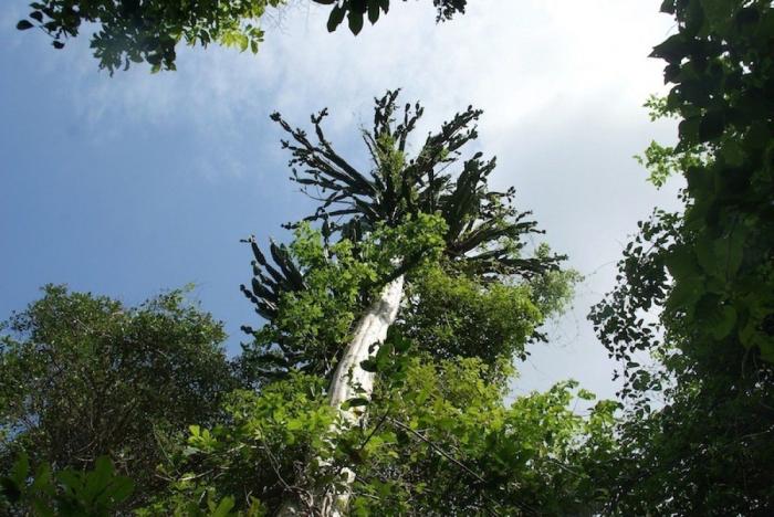 El misterio de la criatura encontrada en una playa de California