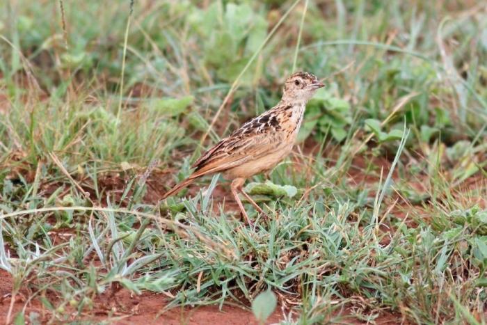 El misterio de la criatura encontrada en una playa de California