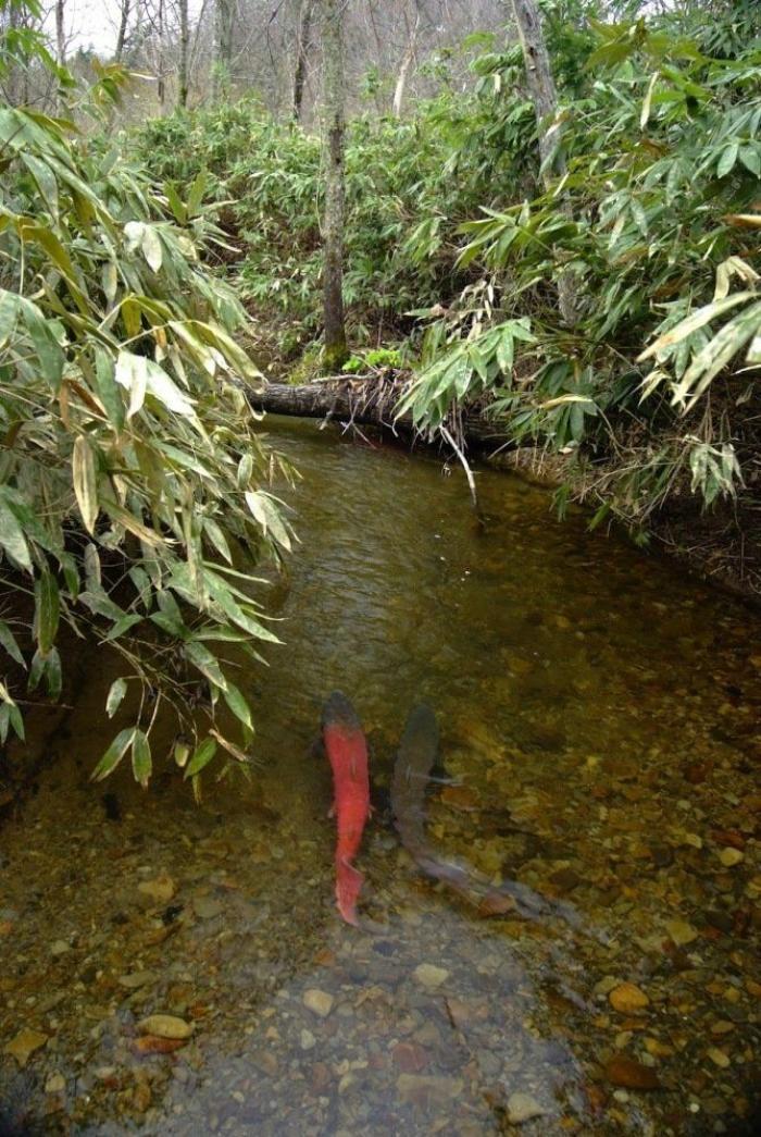 El misterio de la criatura encontrada en una playa de California