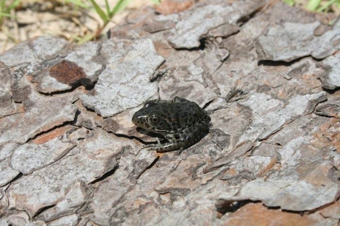 El misterio de la criatura encontrada en una playa de California
