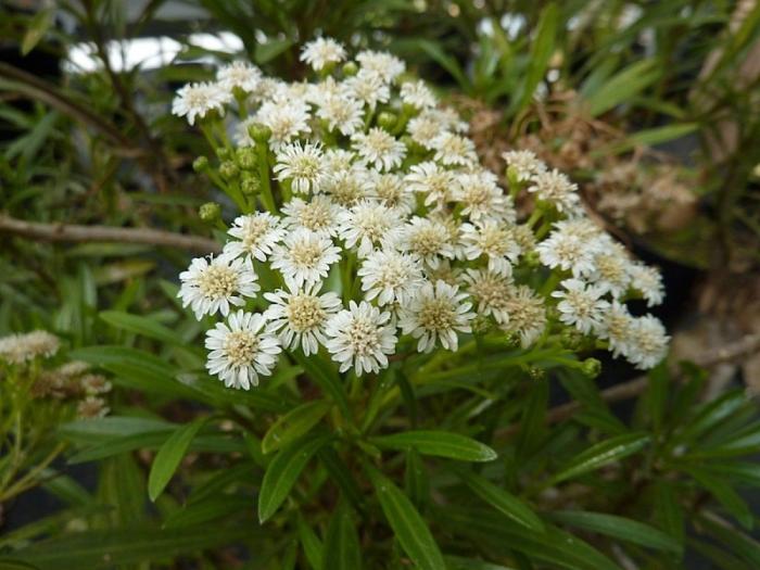 El misterio de la criatura encontrada en una playa de California